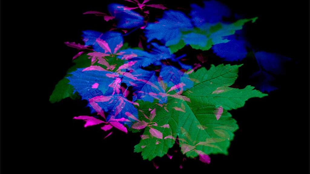 NOCTURNO PARA UMA FLORESTA