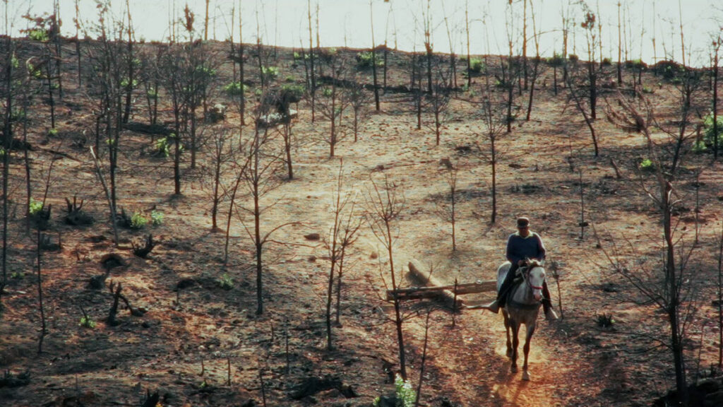 DESIERTO VERDE
